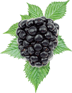 Blackberry PNG-26580